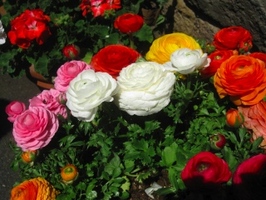 090415TDR007.jpg